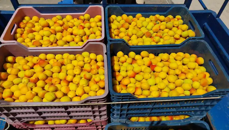 İlk Hasat Heyecanı: 500 TL’den Alıcı Buldu, Pazar Beklentileri Artıyor