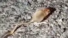 Tunceli'de Sıra Dışı Bir Görüntü: Arap Tavşanı!