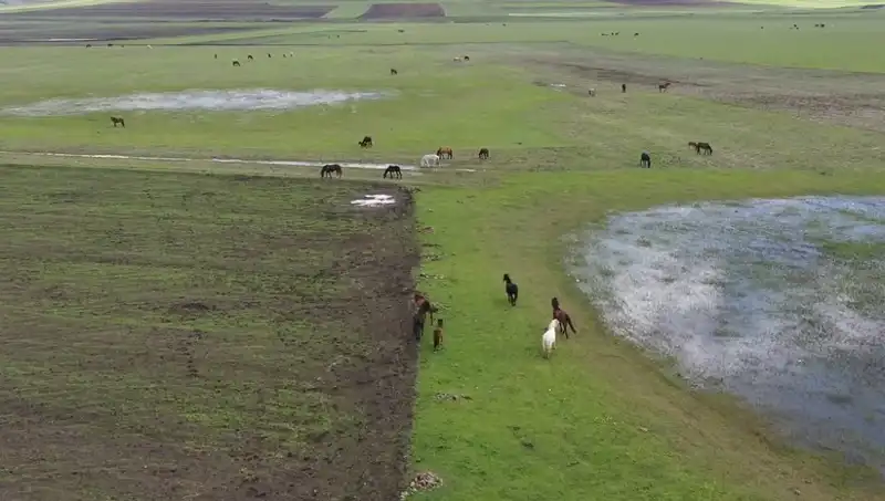 Kars’ın Eşsiz Doğasında Yılkı Atlarının Büyüleyici Görüntüsü