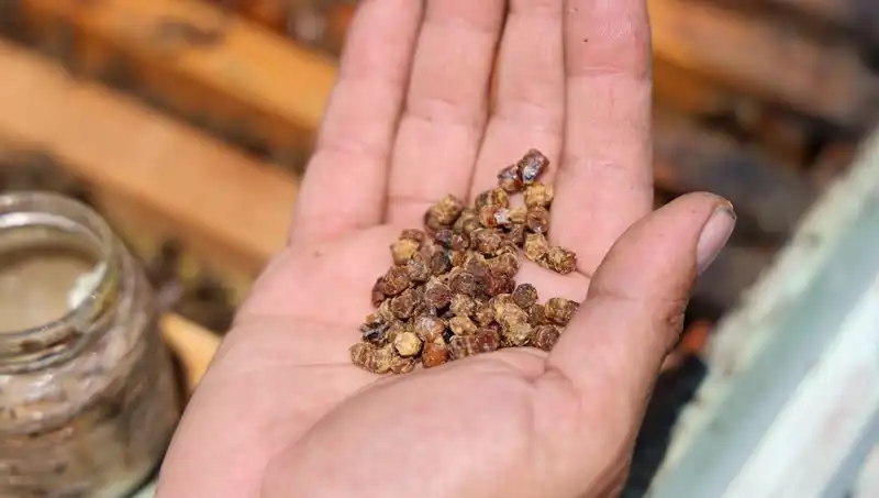 Eskiden Atılan Besin Artıkları Şimdi Kilosu 3 Bin TL’den Satılıyor!