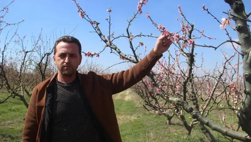 Bahar Rüzgarında Değişen Manzara: Çiçek Açan Ağaçları Don Vurdu