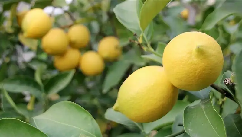 Limonun Fiyatı Uçuşa Geçti: Adedi 24 Lira Oldu!
