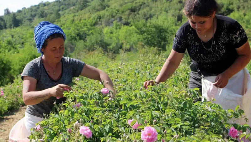 Zirai Don Salgını: Tarım Ürünlerinde Ciddi Zararlara Yol Açtı