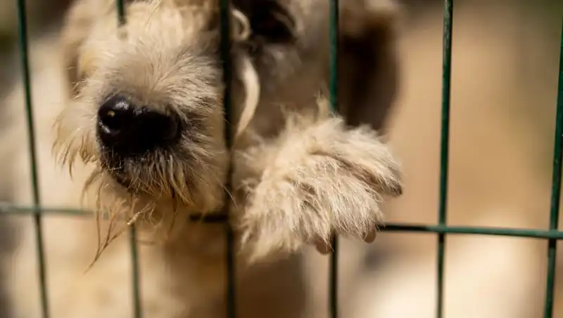 Ailesinin İhmal Ettiği Çocuk, Köpek Gibi Havlayarak Konuşmaya Başladı