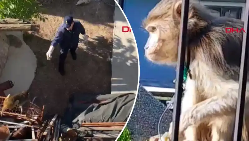 Muğla'da Hayvan Kovalamacası: Mahalleliyi Peşinden Koşturdu, Maymun Kaçtı!