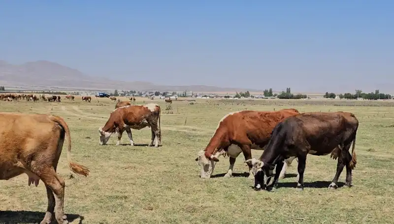Arin Gölü'nün Kuruması: Yerel Toplumda Su Krizi Alarmı