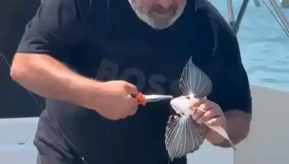 Saros Körfezi'nde Nadir Görülen Kırlangıç Balığı Bulundu