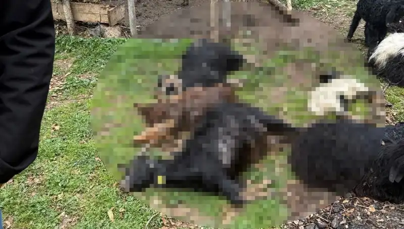 Sahipsiz Köpekler, Çiftlikte 18 Keçiyi Telef Etti!