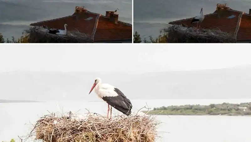 Yaren Leylek, Depremin Gelmesini Nasıl Önceden Hissetti?