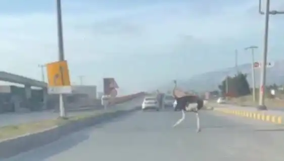 Hatay'da Trafikte Deve Kuşu: Şaşkınlık Yaratan O Anlar
