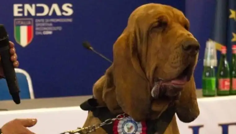 Arama Köpeğine Çivili Sosisle Suikast: Acı Detaylar Ortaya Çıktı