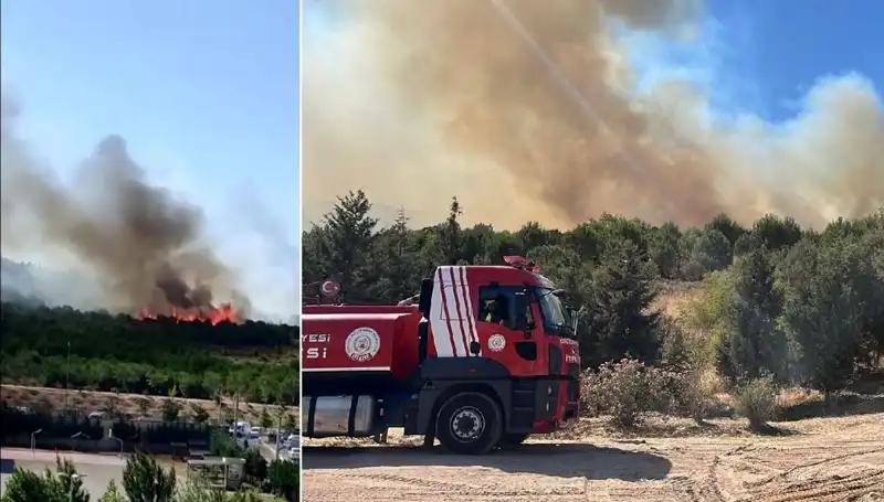 Gebze'de Orman Yangını: Doğa ve Eko-Sistem Tehdit Altında