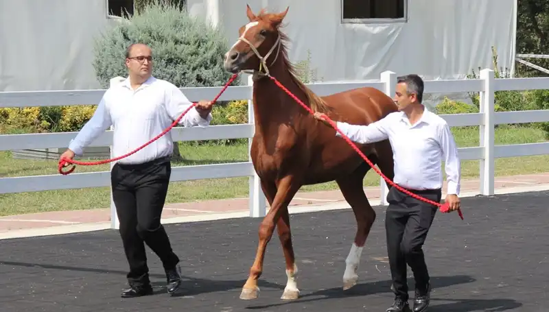 Rekor "Taşkın Kral" Bir Kaç Saate Alınabilir Mi?