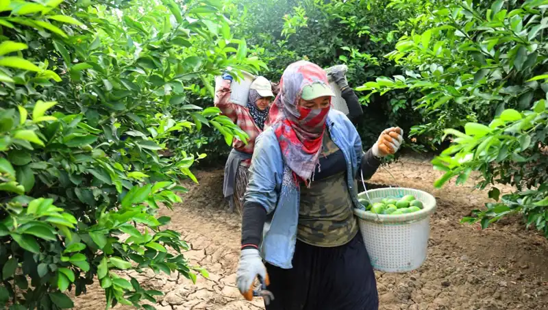 Marketlerde Patates Fiyatlarının Düşeceği Müjdesi: Hasat Zamanı Geldi!