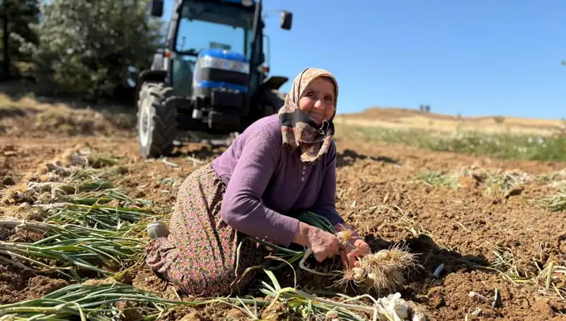 Selenyum Zengini: Tarladan Günlük 1200 Liraya Toplanan Bu Ürün Nedir?