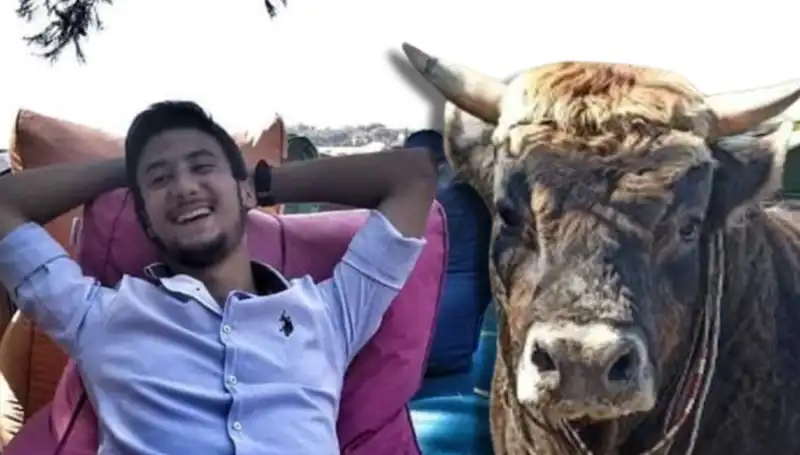 Aydın'da Güreş Boğasının Hayatını Kaybetmesi Olayı Tartışma Yarattı