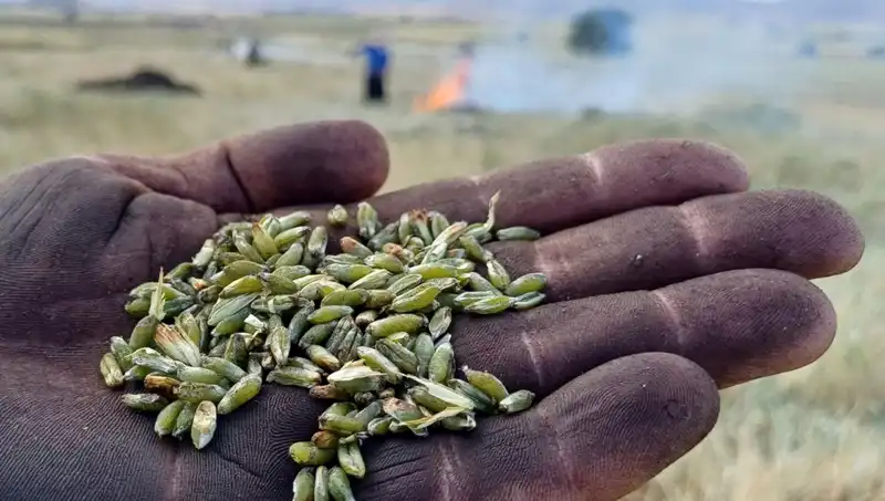 Bu Yılın Firik Sezonu: Eşsiz Lezzetler ve Sağlık Faydaları