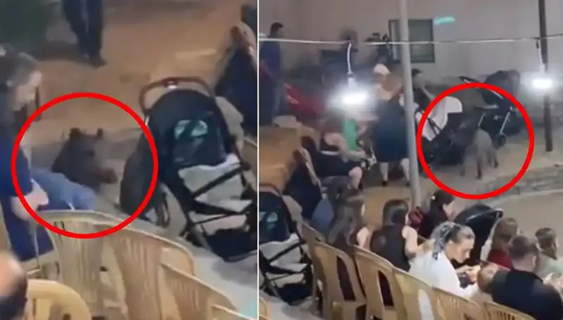 Düğün Kutlamasında Yaban Domuzu Gerilimi: Misafirler Fırtına Gibi Kaçtı