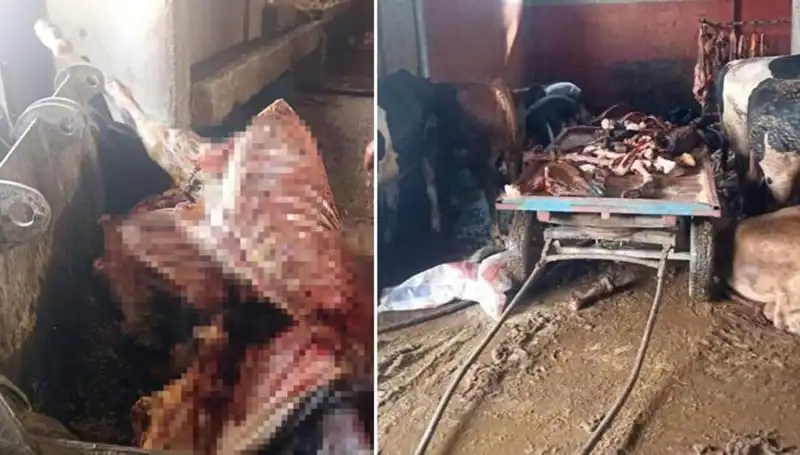 Adana'da At Eti Skandalı: 2,5 Ton At Eti Ele Geçirildi