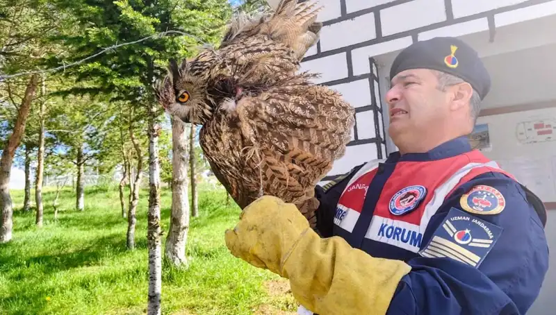 Dikenli Tellere Takılan Puhu, Tedavi Altına Alındı: Hayatı Kurtuldu!